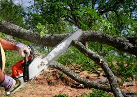 Tree and Shrub Care in Georgetown, PA